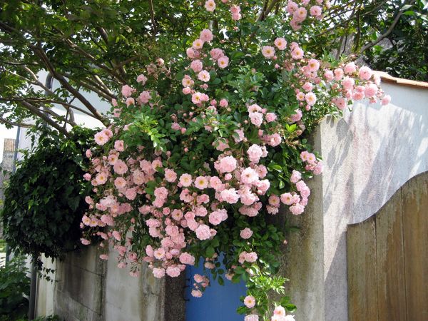 Mornac-fleurs_06-2007_02