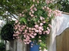 Mornac-fleurs_06-2007_02